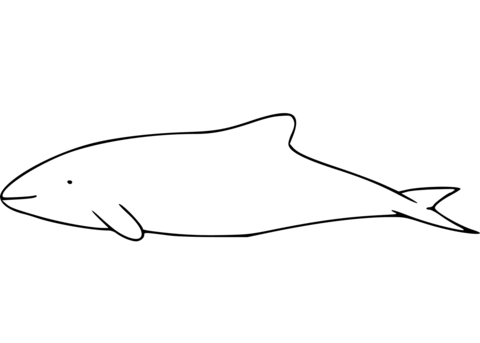 Chilean Dolphin Coloring Page